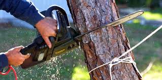 Best Firewood Processing and Delivery  in Reynoldsville, PA