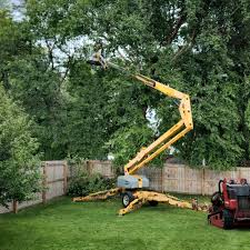 Best Palm Tree Trimming  in Reynoldsville, PA
