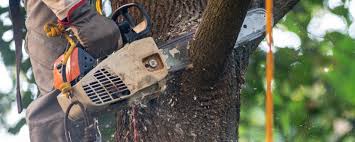 Best Emergency Tree Removal  in Reynoldsville, PA