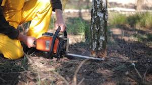 Best Grass Overseeding  in Reynoldsville, PA