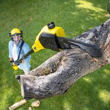 Best Tree Mulching  in Reynoldsville, PA