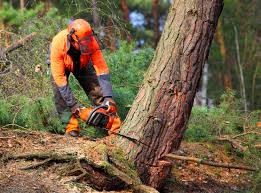  Reynoldsville, PA Tree Care Pros