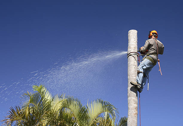 Best Soil Testing and Treatment  in Reynoldsville, PA