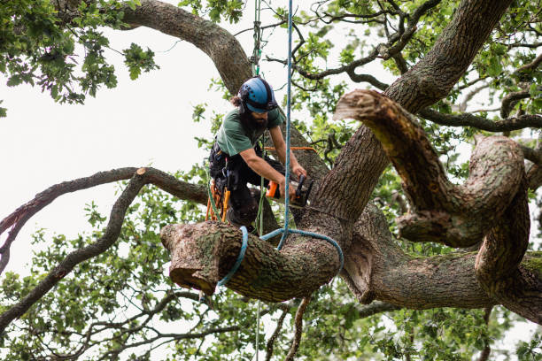 Best Commercial Tree Services  in Reynoldsville, PA