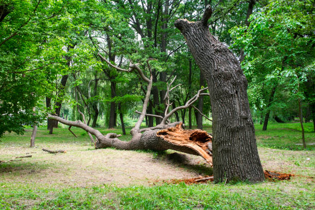 Best Fruit Tree Pruning  in Reynoldsville, PA